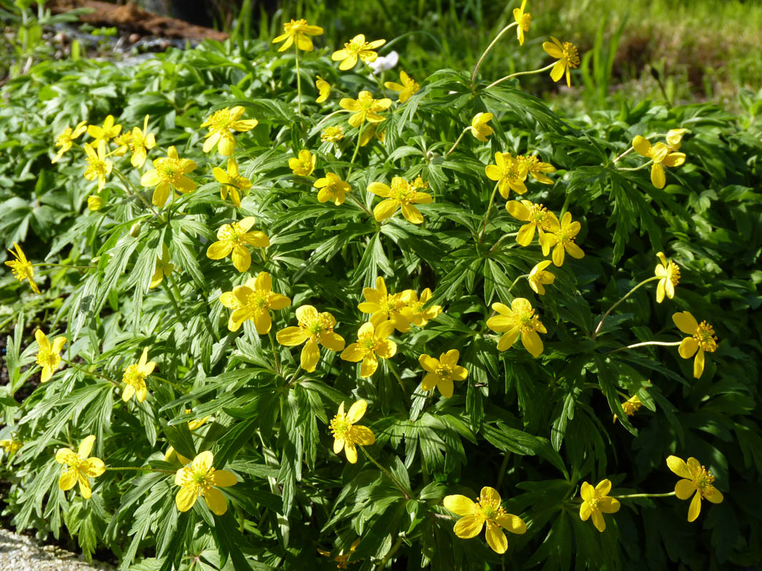 Anemone ranunculoides